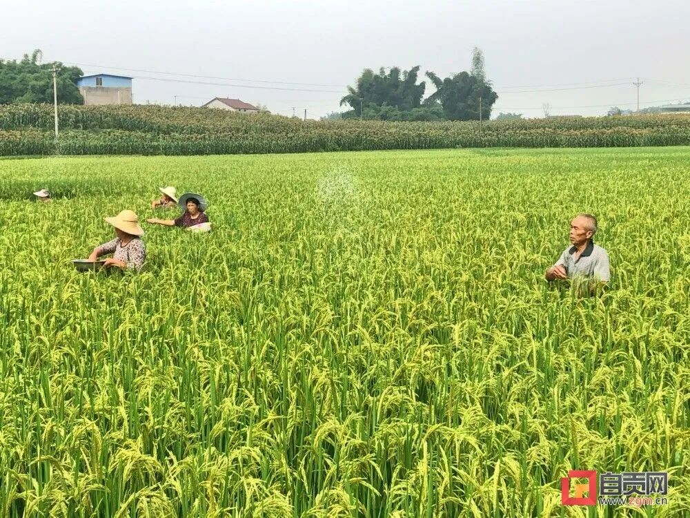 富顺快报 速来围观！自贡3个区、2个乡镇、14个村获通报表扬——