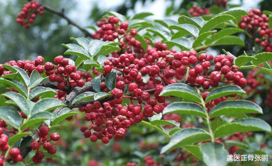 中老年人|夫妻二人双双确诊肝癌，医生怒斥：无知！排骨和它一起炖，无异于“吃毒”