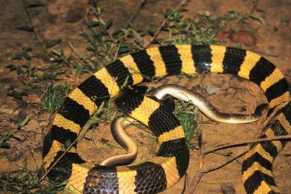 眼镜王蛇 眼镜王蛇真的能在五分钟内毒死人？被蛇咬伤怎么办？又该如何自救