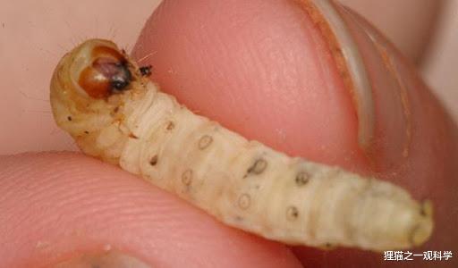 科学家 塑料袋自然降解需200年，它只需几周？科学家发现能以塑料为食的生物