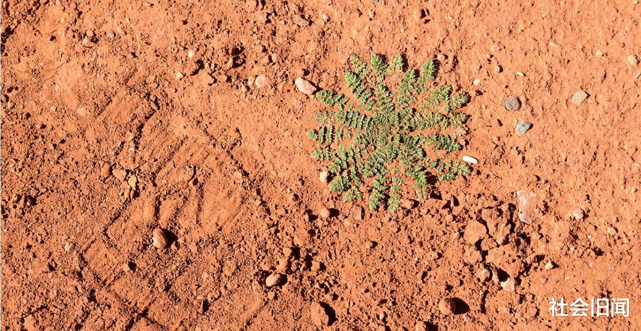 火星 这个男孩号称来自火星，时隔多年为什么销声匿迹，因为泄露机密而被处理了？