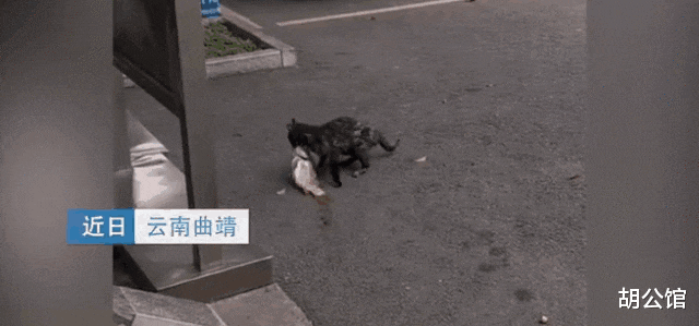 安徽|当钓鱼时遇到猫,还是尽早放弃抵抗,安心做个工具人吧