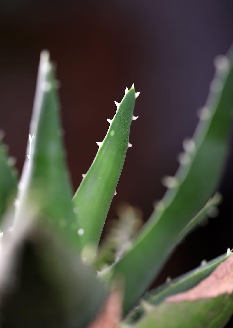 3种花卉适合长期在卧室养，好看又好养，你喜欢哪种？