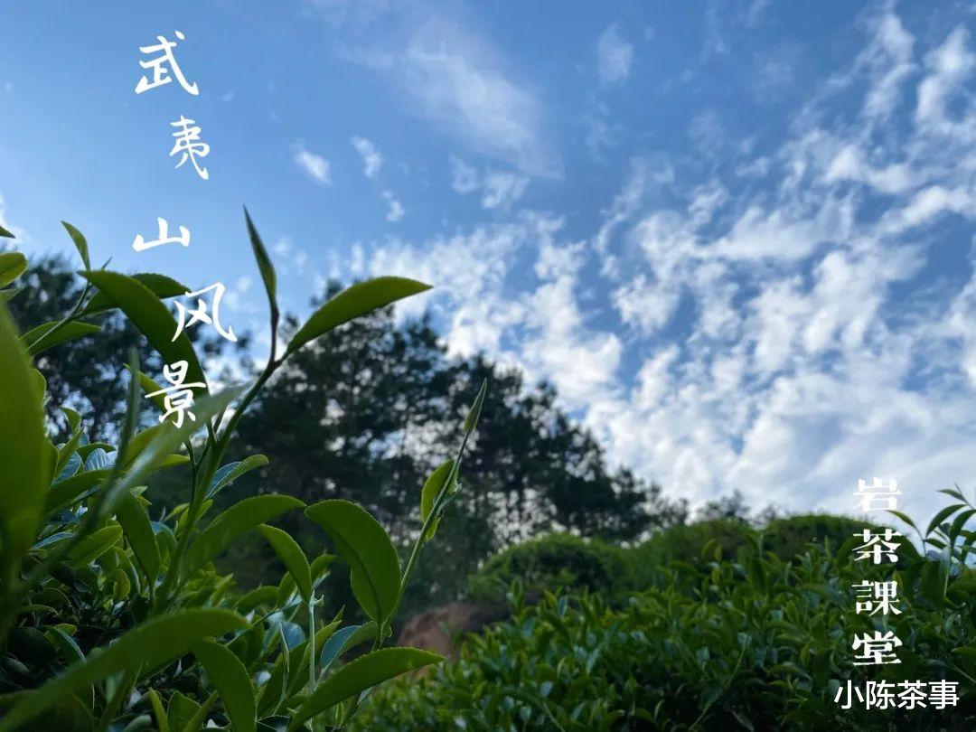 白茶|都是老茶，老白茶、老普洱贵如金，凭什么就陈年岩茶滞销堆积？