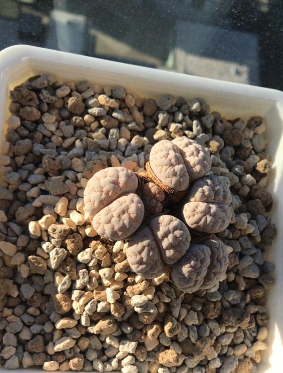 向阳园艺|其实种多肉也无需买土，自己上山挖点土，一样可以种多肉