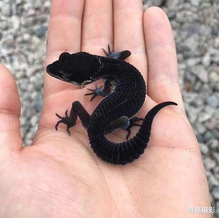 北极 35张罕见的生物照片：图3老鼠是用金丝做的吗？猫都下不去嘴