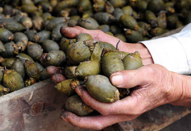 大蒜|天然“烂肝王”被揪出,不是大蒜,为家人收好