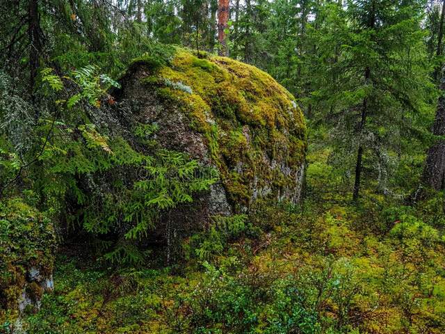科学家:种种迹象表明,地球可能正在进入第六次生物大灭绝