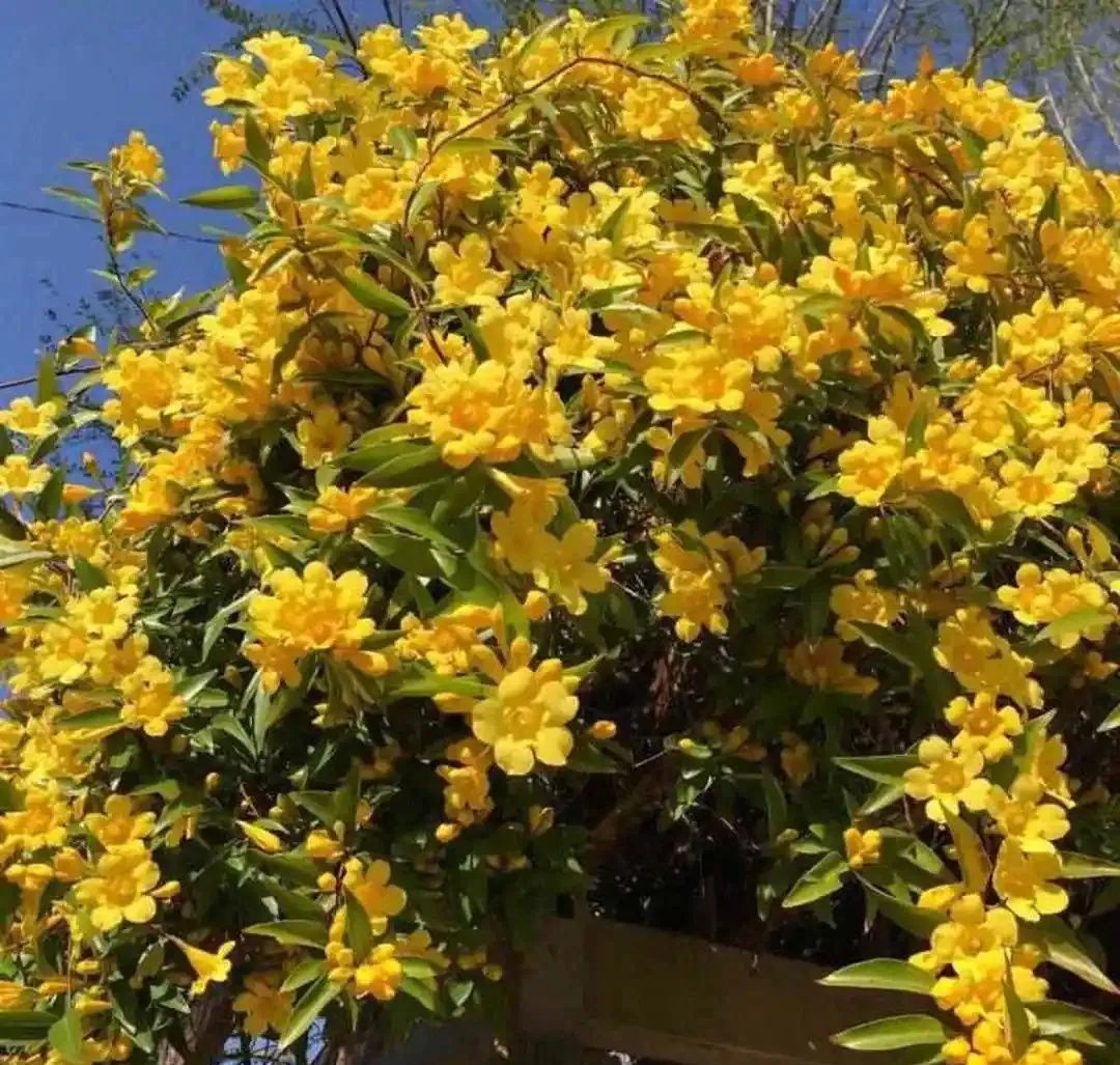植物|闻香识花之法国香水