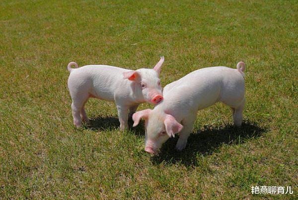 艳燕聊育儿|生肖猪:8月天降大喜事,家有属猪人出来接喜啦!