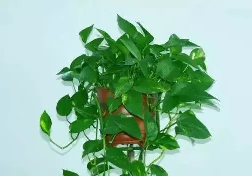 玄风命理|十二生肖养什么植物最旺财运？你知道吗！