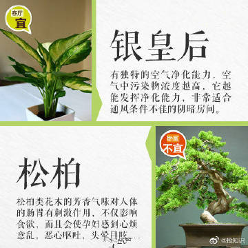 教你如何摆放室内绿植，涨知识了