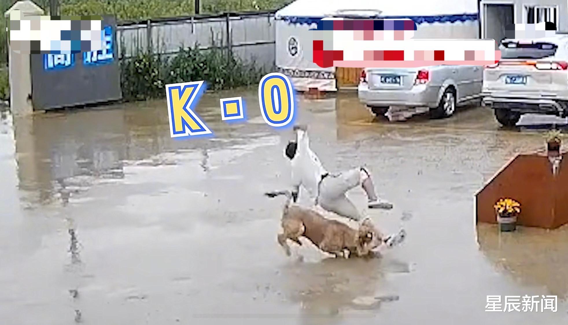 阿拉斯加|浙江男子雨天出门，狗子看到后上去一个滑铲，网友：它忍你很久了