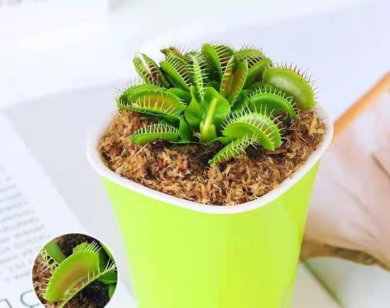 说说家装那点事儿|“食虫”植物不好养，捕蝇草，猪笼草不要买，基本养不活！