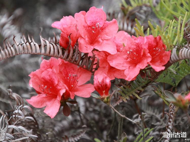 温州古道 温州大罗山最新网红打卡点--昭君出塞等你来