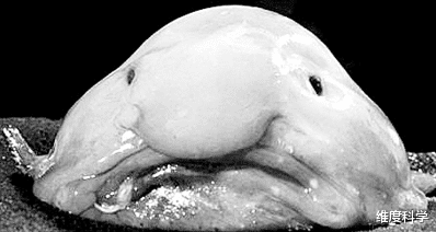 长得最像外星生物的动物—水滴鱼!看上去就像一坨史莱姆,贼可爱