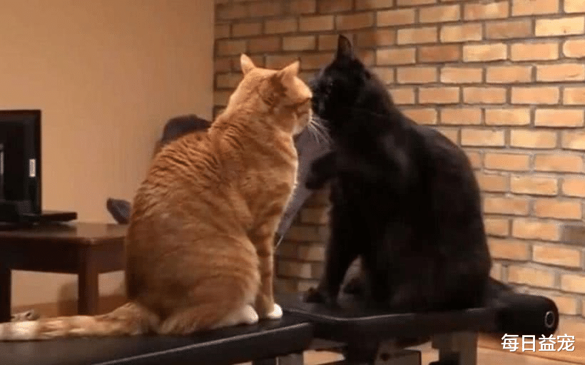每日益宠 网友抱回瘦小橘猫，黑猫细心照顾，半年后逆袭成胖橘！