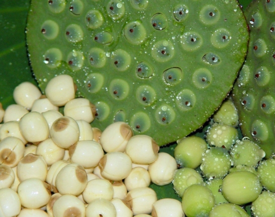 长寿老爷爷|立秋里吃一口等于3斤莲子，医生呼吁：不妨多吃点，或能稳定血压