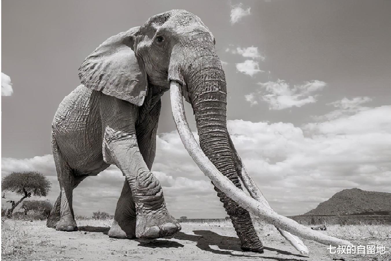 為什麼不從老死的大象身上取象牙，非要去獵殺它們？-圖6