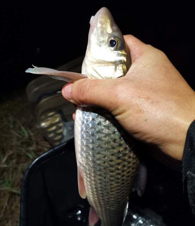 |它生活在山区激流中，摸着软软的特别细腻肥美，当地人叫“漏鱼”