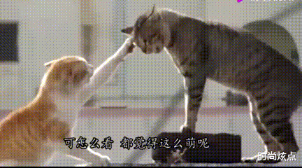 时尚炫点|【幽默问题】兄弟们取个名字吧,以金字开头,一经录用红包奖励。