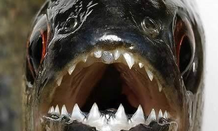 鲤鱼|鲤鱼有牙齿么?有钓友称自己钓到5斤的鲤鱼有牙齿,并拍照证明