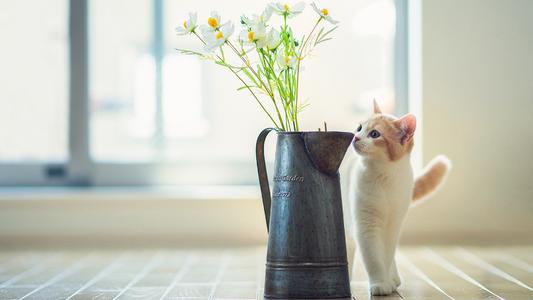 猫巫占卜|猫巫先生十二星座周运2021年8.30-9.5：期待过高，容易落空