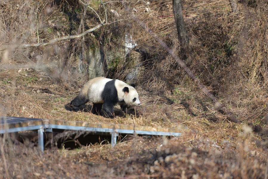 长白山|洋县长青华阳景区 秦岭山中的一处人间秘境 秦岭四宝在这里繁衍生息