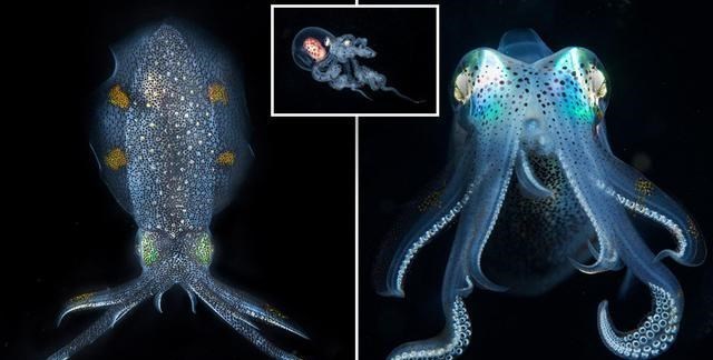 章鱼 为什么说章鱼是“外星生物”?经研究发现,生理构造或很独特