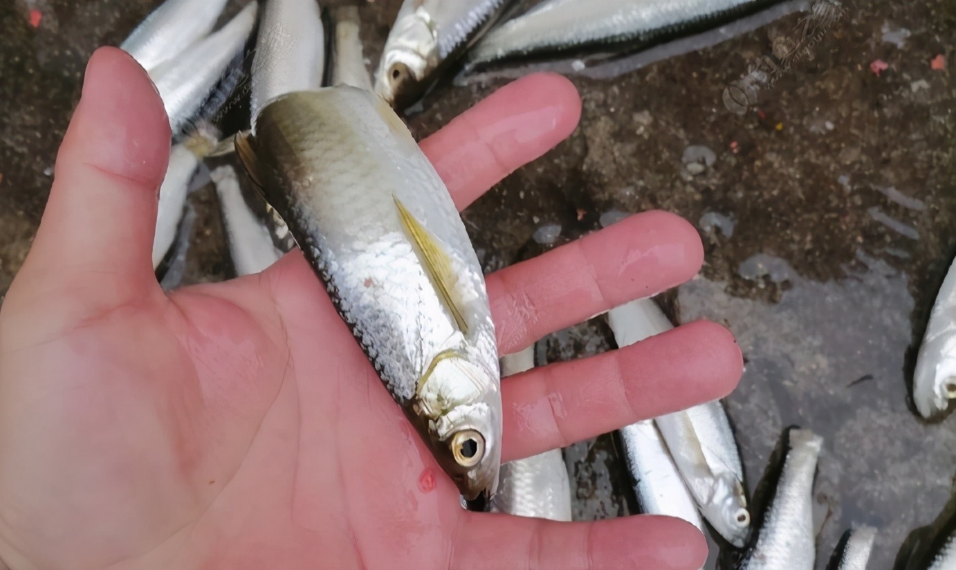 |钓白条有技巧,不只是饵料腥就可以,想收获多这几点要掌握