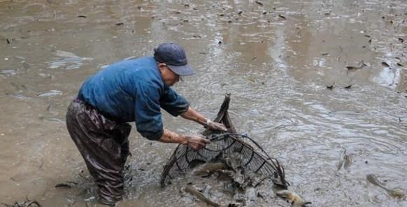程凌云|江苏泰州，大雨后小水沟里野鱼泛滥，小伙：半天抓了十几斤