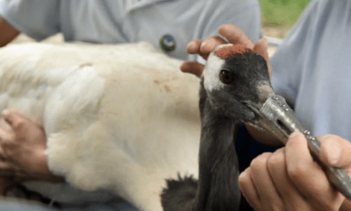 观星居 丹顶鹤不敌对手，被打断喙，工作人员换上钛合金喙，结果无一败绩