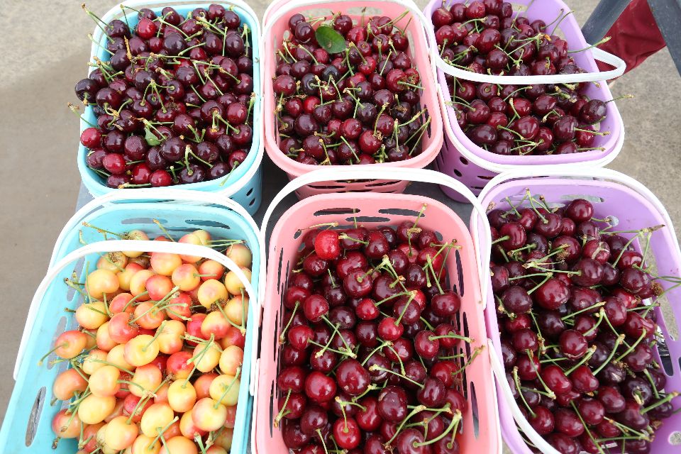 陕西蜗牛 铜川大樱桃成熟上市，快来体验采摘乐趣