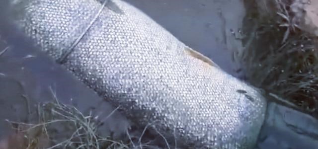 1.4米长70斤重，广东一男子野钓实现大鱼梦！网友：还穿上丝袜了