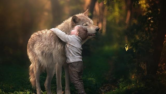 疯牛病 食人部落与笑死病：为何哺乳动物不能同类相食？让朊病毒告诉你