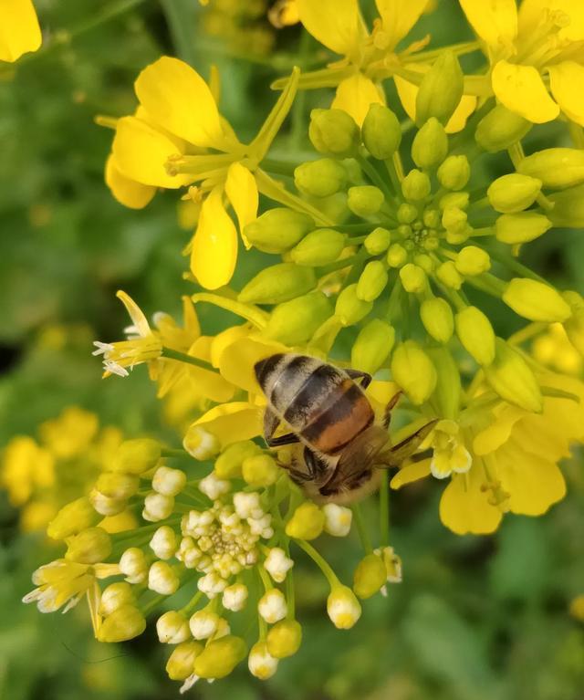 蜜蜂 收回来十二天的野蜜蜂不采花粉，不产卵怎么办？