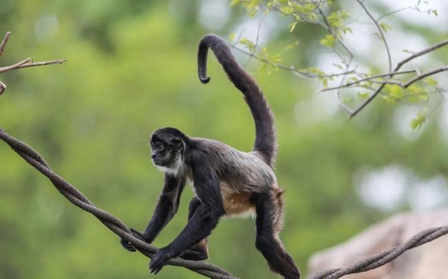 蜘蛛猴，因相当细长的四肢和尾巴而得名