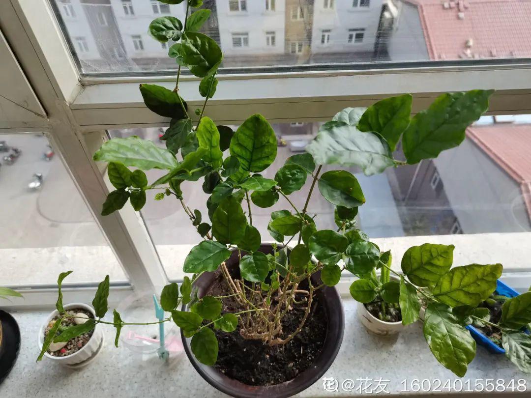 7种花冬天会假死,叶子掉光不要扔,明年还能大爆花!