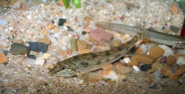 左小姐右小姐 广西钓友，西江支流碰到成群棒花鱼，疯狂闹窝烦不胜烦