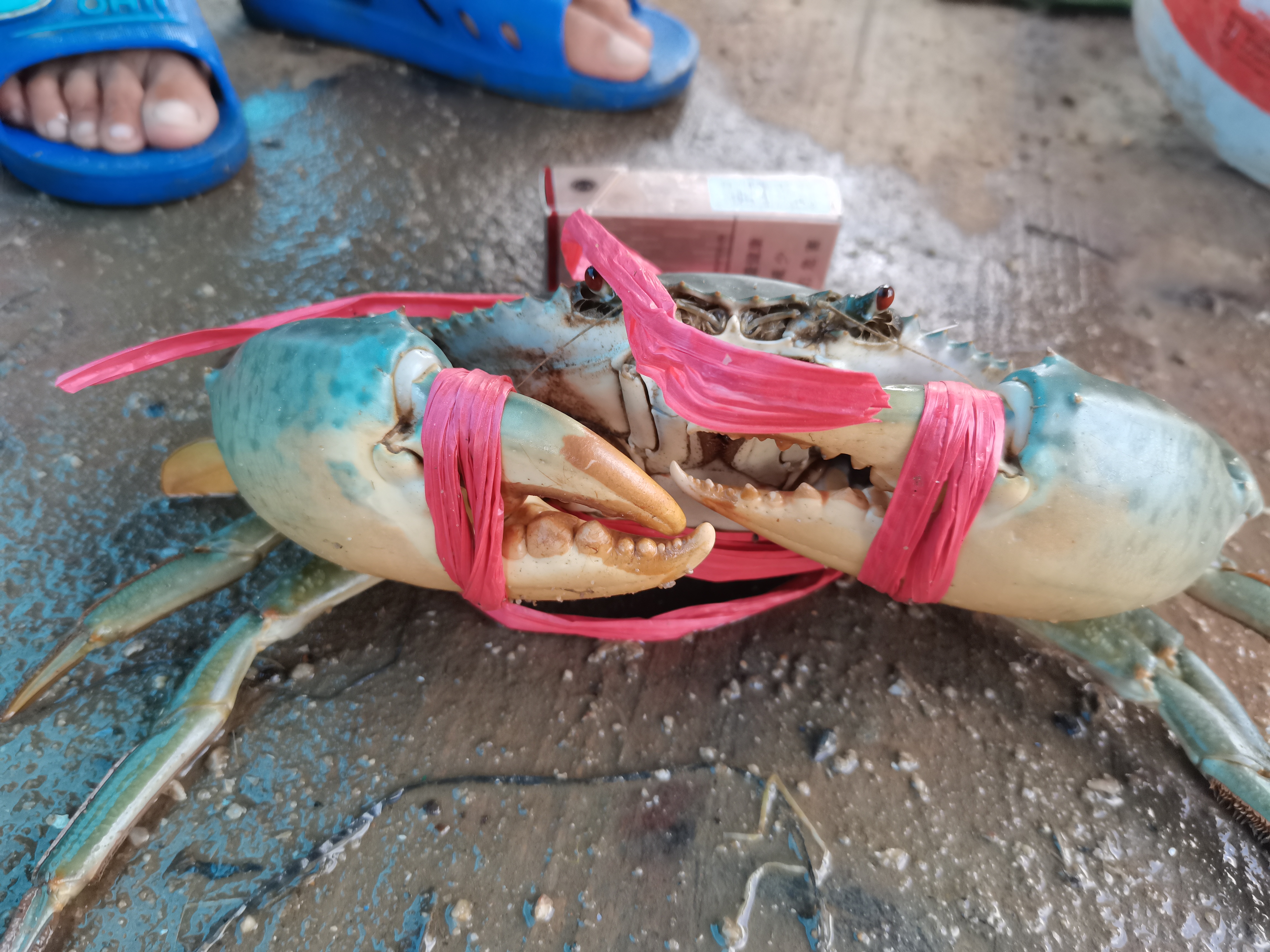 范振钰|湛江渔民,捕捞到海上霸主,直接剪掉渔网,一只卖了五百块钱