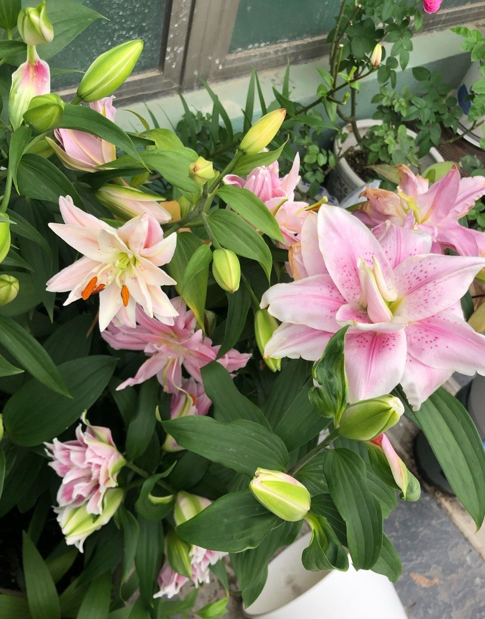 6种“漂亮花”，不能放卧室，伤害身体不健康，赶紧搬出去