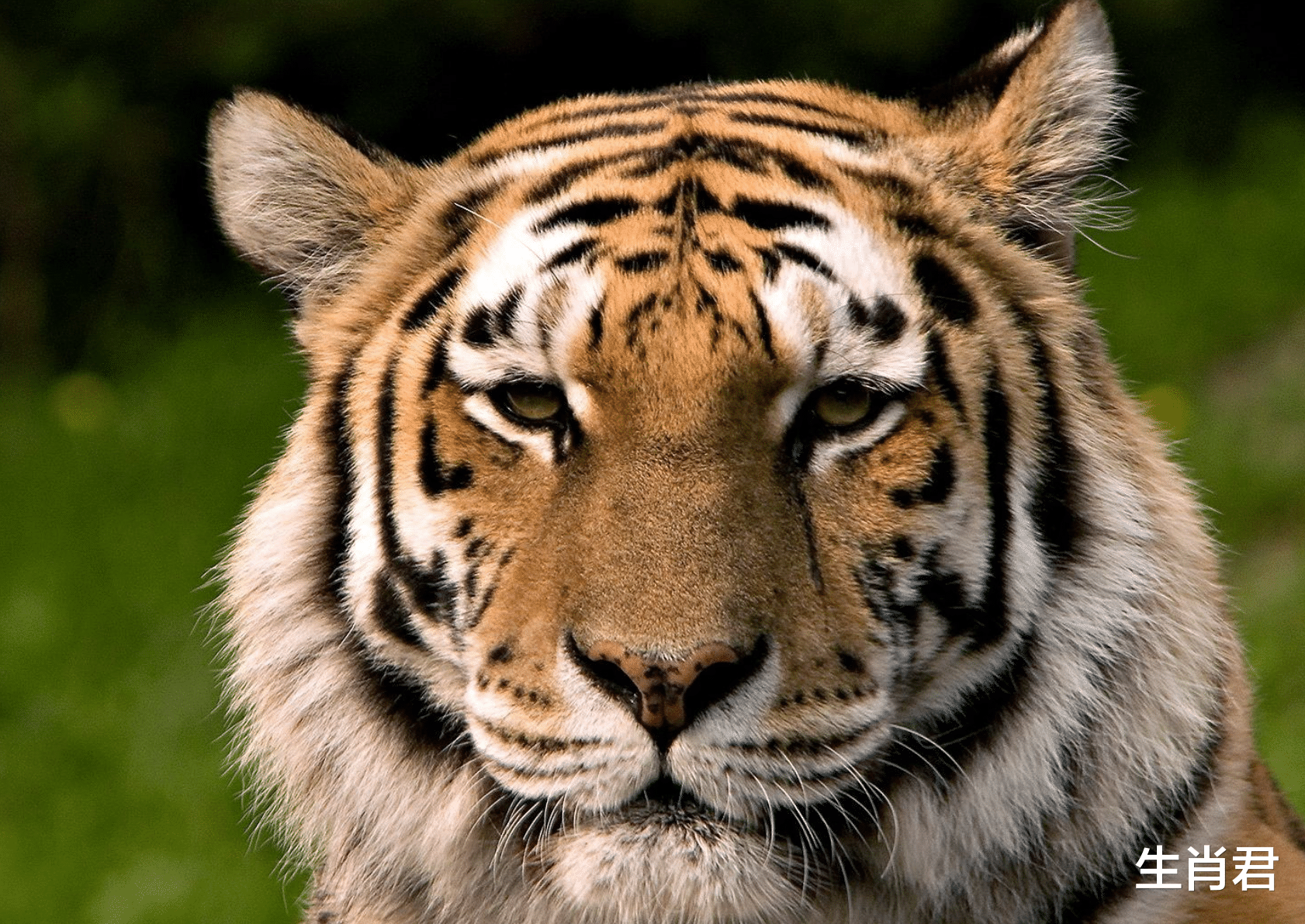 运势|运势大爆发财源滚滚来,属虎人得到财神偏爱,财运指数节节高