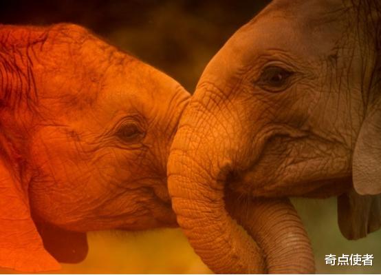 猛犸象 史前生物来了！美科学家将复活猛犸象，并在北极放生，是好是坏？