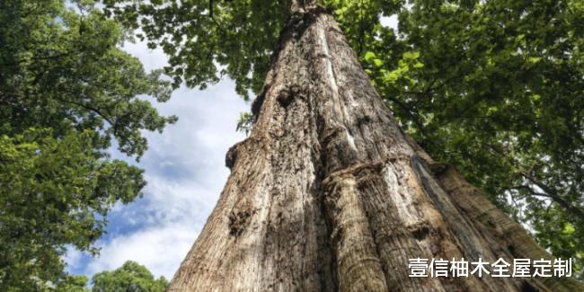 壹信柚木全屋定制|缅甸柚木 ( Tectona grandis )