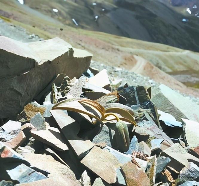 横断山脉|横断山脉有一种植物,为了躲避人类的采摘,悄悄学会了“伪装”