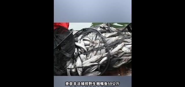 永州|永州3名男子钓获69斤翘嘴，被刑拘！要判刑吗？