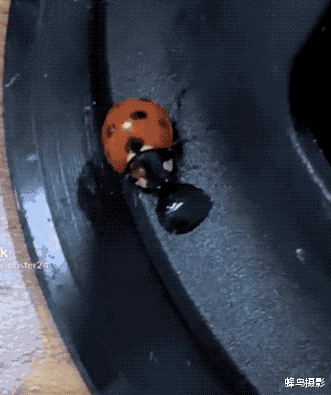 街舞|33张活久未见的照片，瓢虫喝醉后“耍酒疯”，这是在跳街舞吗