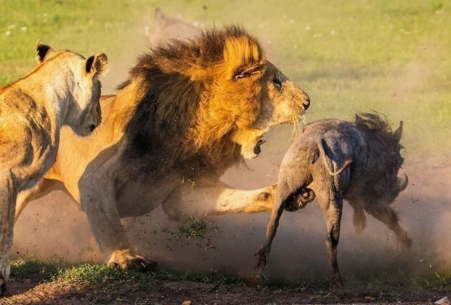 恒星 人类现在怎么只吃食草动物,基本不吃食肉动物?是什么原因呢?