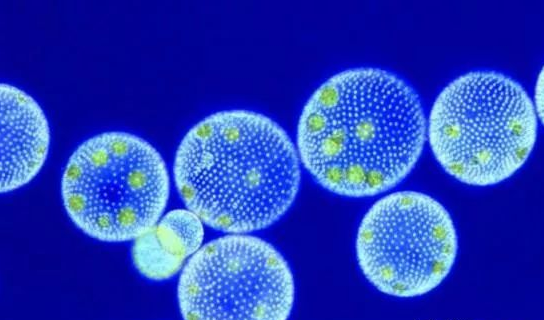 琪璘天使|试管误区多,最怕相信谣言,让我来帮你排雷解误