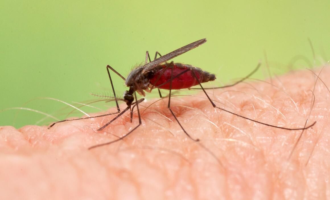 蝙蝠 世界十大吸血生物，你不知道的动物真面目！